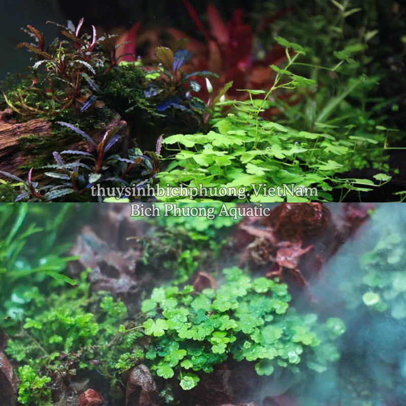 RAU MÁ HƯƠNG MINI (CHẬU TO)  - CÂY THỦY SINH, BÁN CẠN