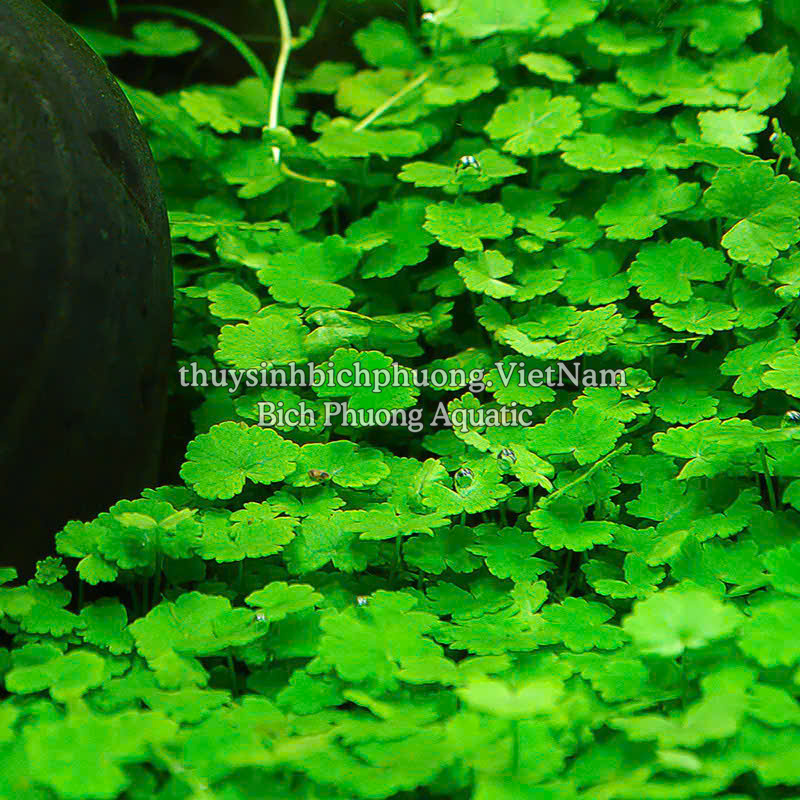 RAU MÁ HƯƠNG (CHẬU TO) - CÂY THỦY SINH, BÁN CẠN