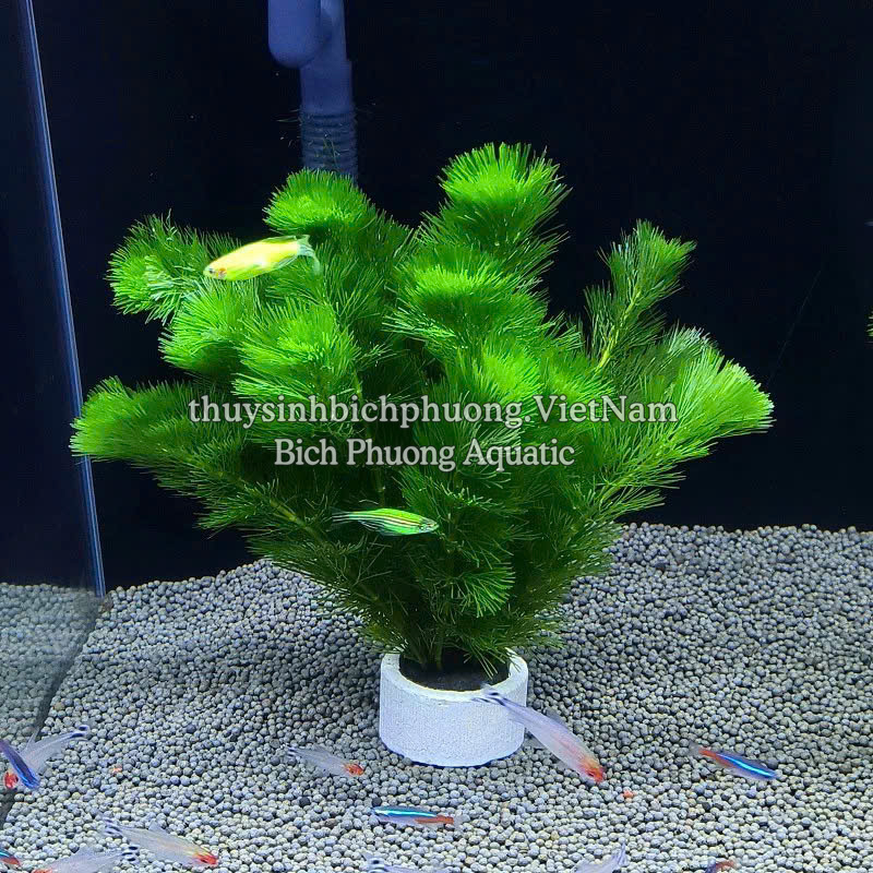 LA HÁN XANH - CÂY THỦY SINH