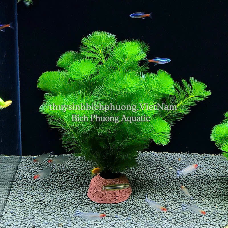 LA HÁN XANH - CÂY THỦY SINH