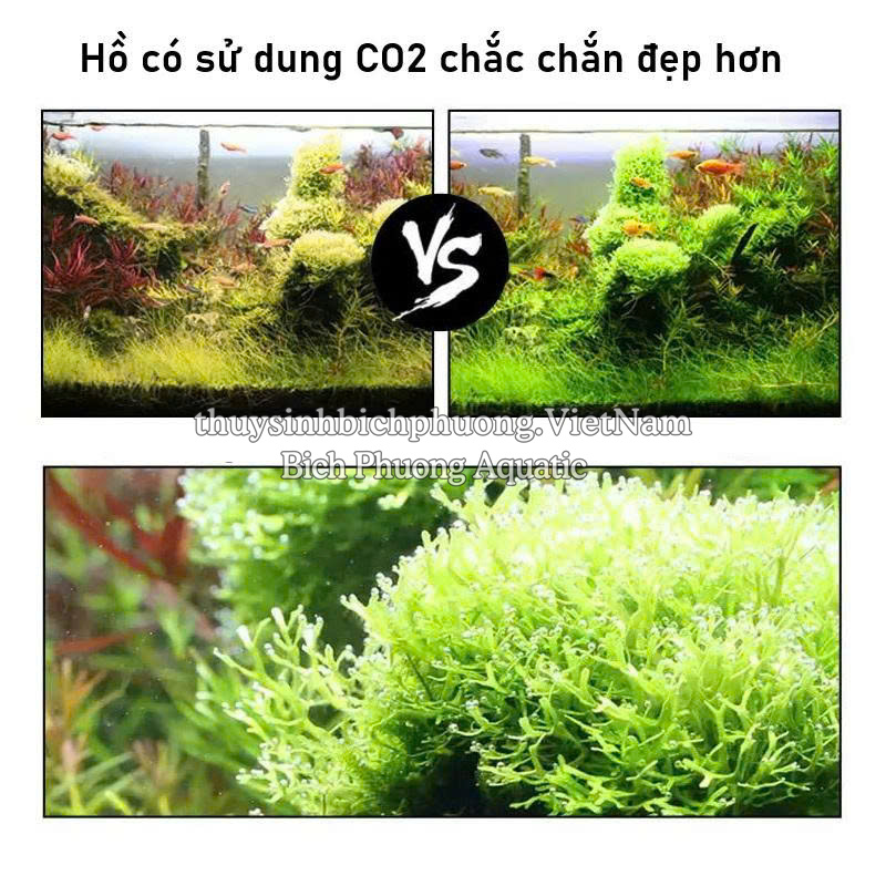 VIÊN SỦI CO2 SUNSUN - DỄ DÙNG, TIẾT KIỆM