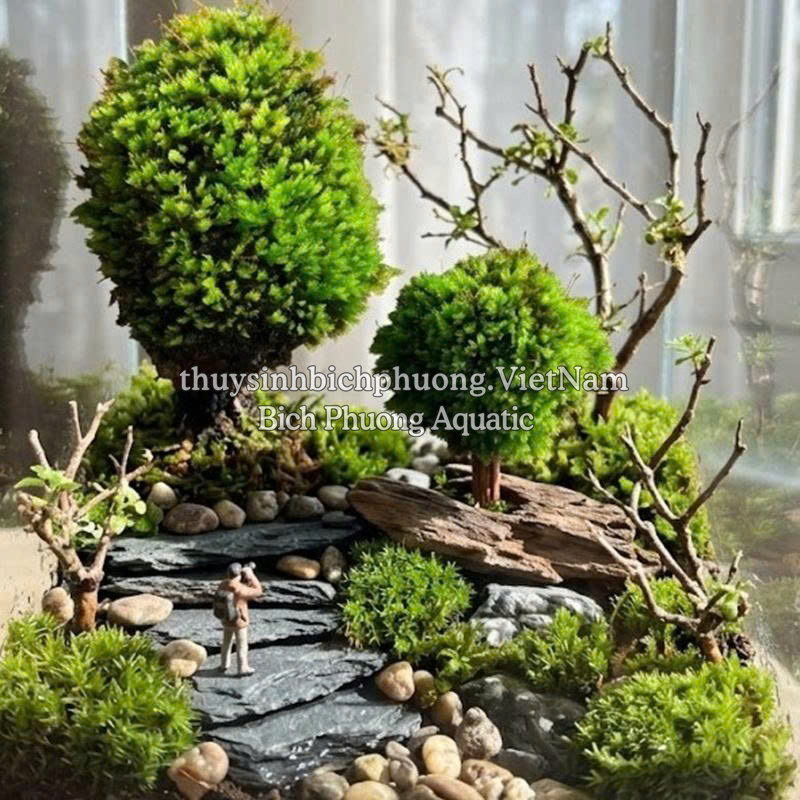 RÊU MINIFISS BÁM ĐÁ (BUỘC ĐÁ) - ĐIỂM TRANG TRÍ HỒ THỦY SINH CÁ CẢNH, TÉP CẢNH