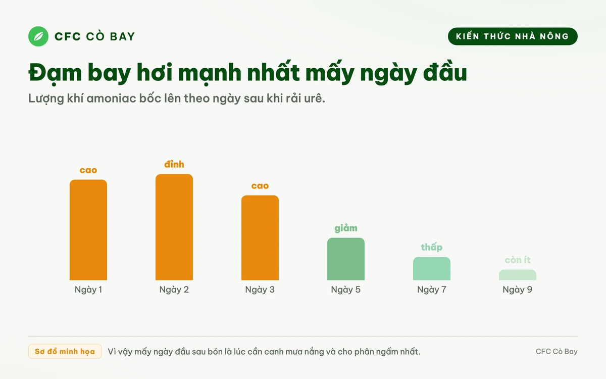 Sơ đồ diễn tiến bay hơi đạm theo ngày sau khi bón urê, mạnh nhất trong 1 đến 3 ngày đầu