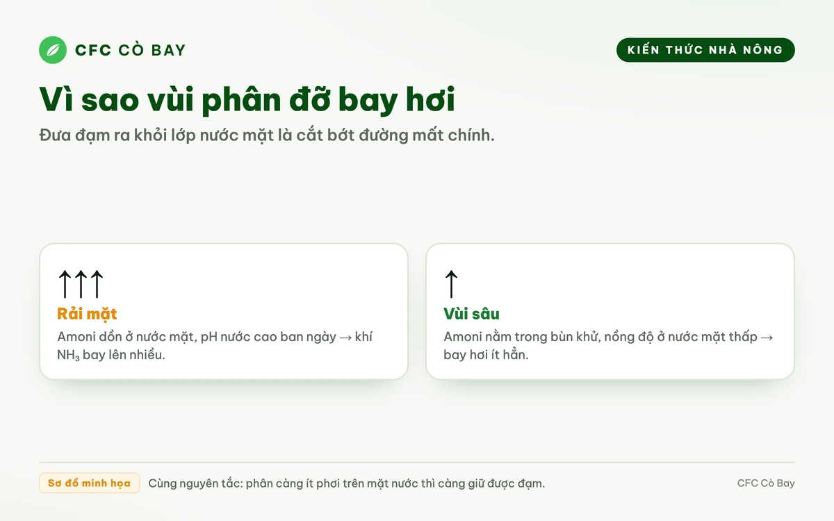 Sơ đồ vì sao vùi phân giảm bay hơi amoniac so với rải phân trên lớp nước mặt