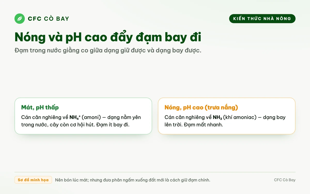 Sơ đồ cán cân amoni và khí amoniac nghiêng về bay hơi khi nước nóng và pH cao