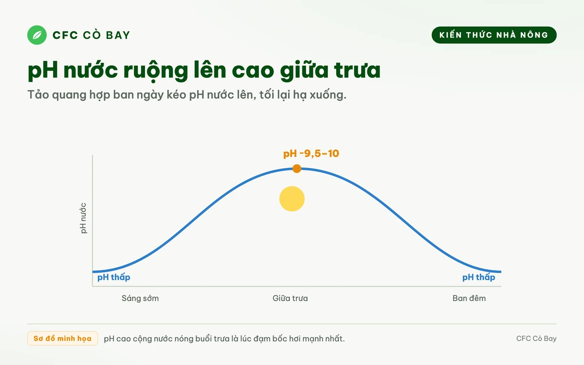 Sơ đồ nhịp pH nước ruộng lên cao giữa trưa và hạ xuống ban đêm do tảo quang hợp