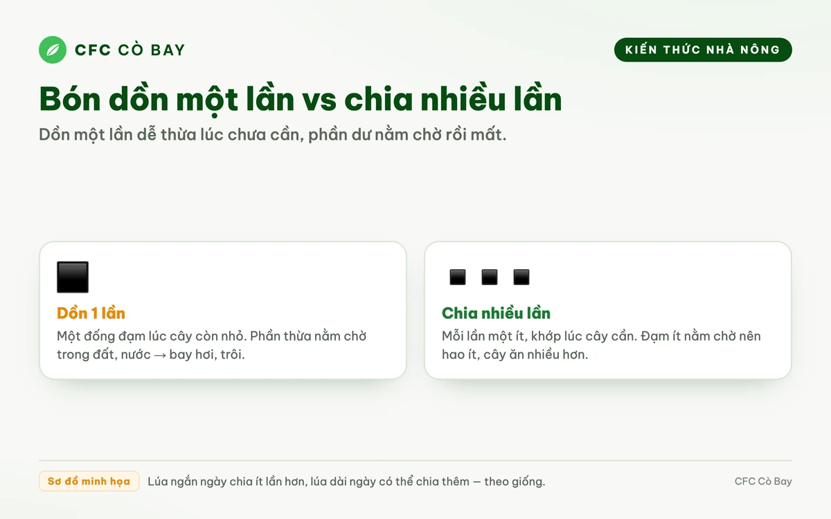 Sơ đồ so sánh bón dồn một lần với bón chia nhiều lần và phần đạm nằm chờ bị mất