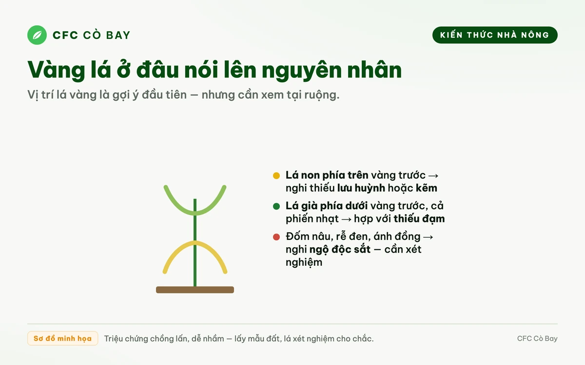 Sơ đồ phân biệt vàng lá do thiếu đạm ở lá già với vàng lá non do thiếu lưu huỳnh hoặc kẽm