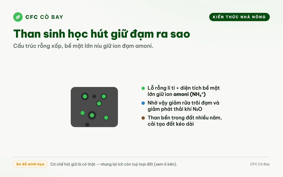 Sơ đồ cấu trúc rỗng xốp của than sinh học hút giữ ion đạm amoni trên bề mặt và trong lỗ rỗng
