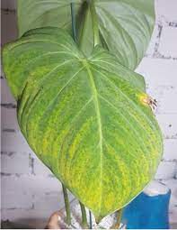PHILODENDRON CUẢ TÔI BỊ SAO DZẠY?