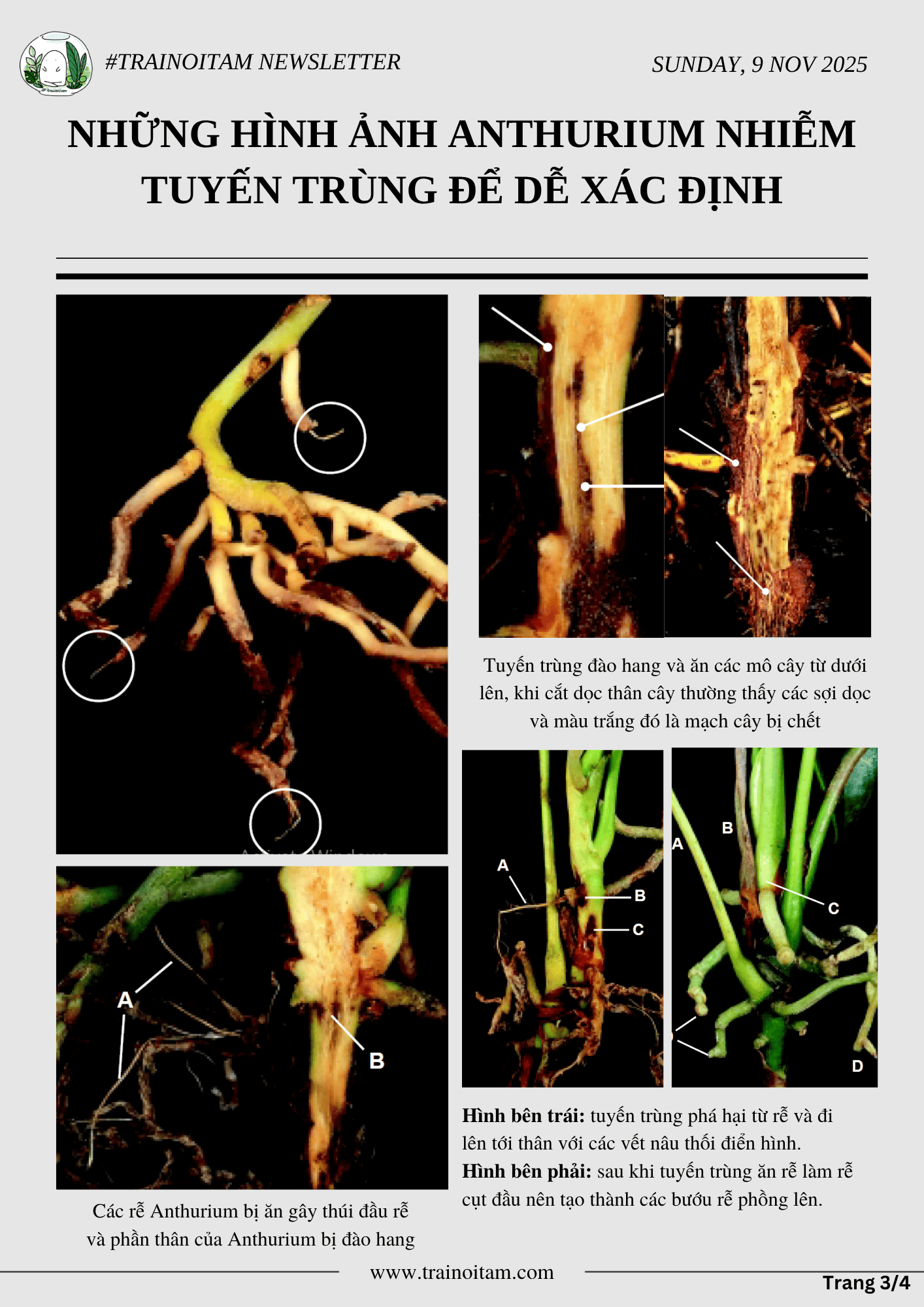 TUYẾN TRÙNG TRÊN ANTHURIUM - CON MATDAY THẦM LẶNG