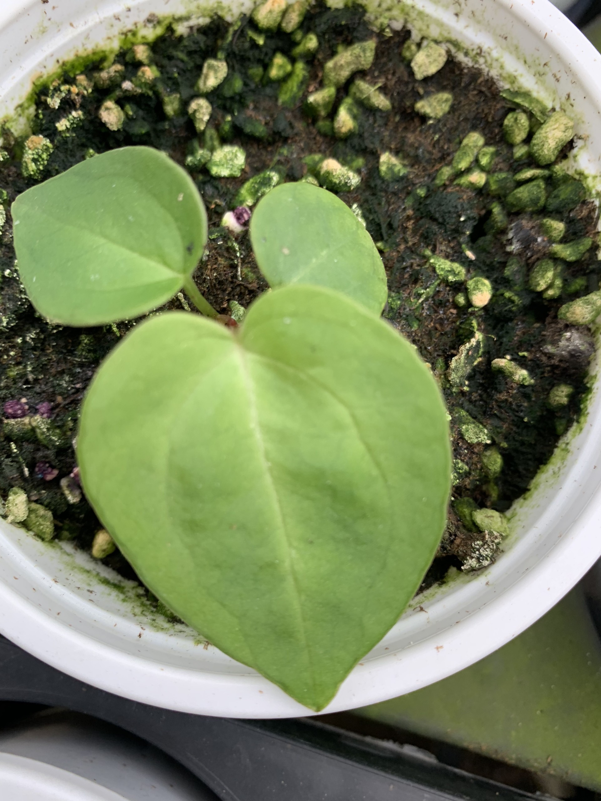 ANTHURIUM CỦA TÔI BỊ SAO VẬY?