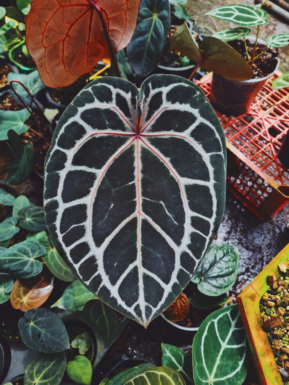 ANTHURIUM RED CRYS - MICHELLE - ZARA?