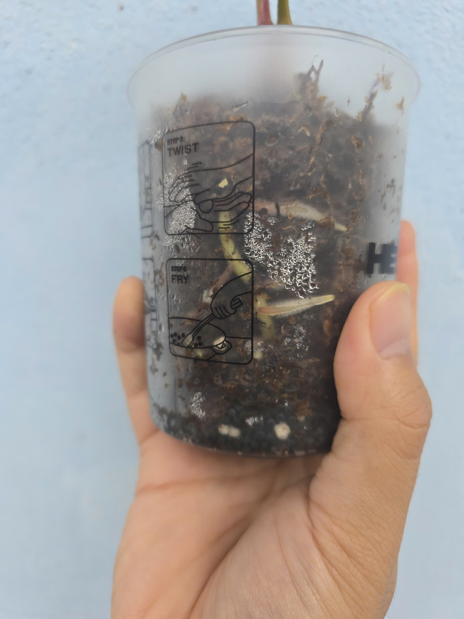 TRỒNG CHẬU KHÔNG CÓ LỖ TRONG NHÀ - WHY NOT?