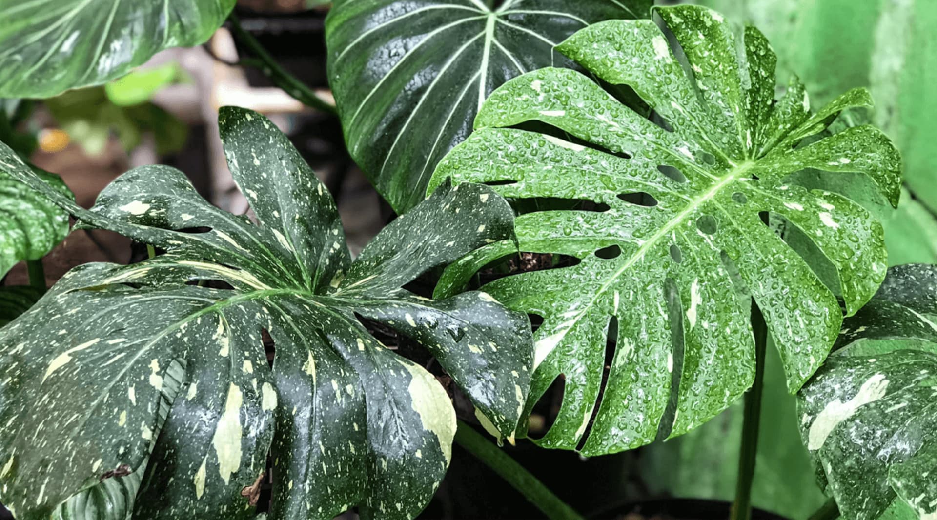 NGUỒN CHIA SẺ KIẾN THỨC KIỂNG LÁ