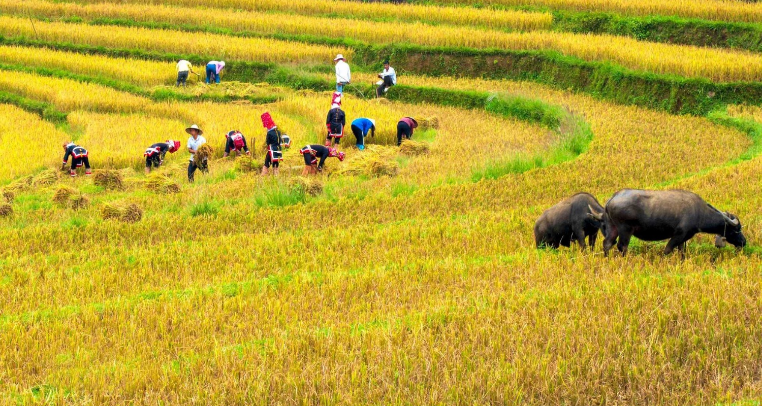 Entre le terrestre de Mai Chau jusqu'au delta du Mékong