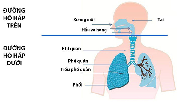 Phân chia các nhóm bộ phận thuộc đường hô hấp trên và dưới