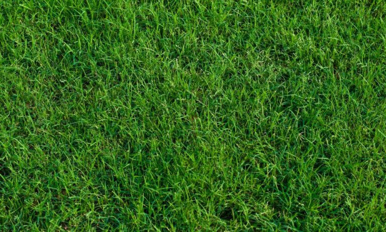 Golfer sẽ thường thấy loại cỏ Bermuda ở những bẫy cát lớn trên sân golf