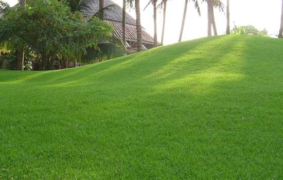 Bentgrass là một trong những loại cỏ sân golf được sử dụng phổ biến