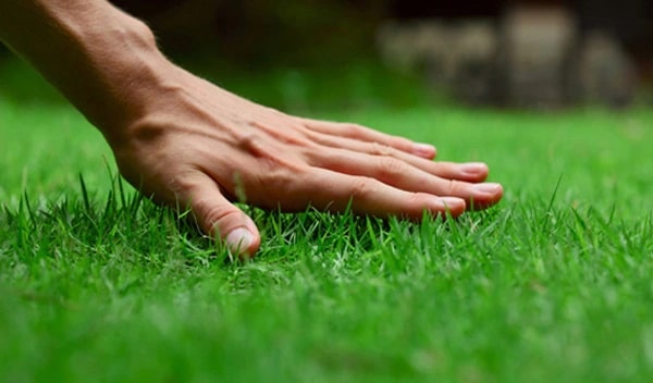 Cỏ Poa Annua Grass không được sử dụng phổ biến