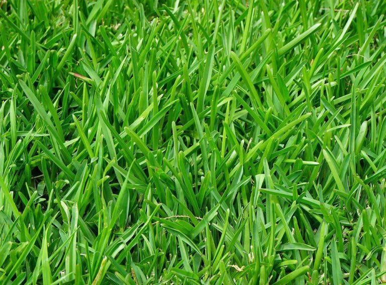 Cỏ Perennial Ryegrass phù hợp với những khu vực có khí hậu nóng ẩm