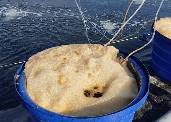 Vì sao nên xử lý khí độc ao nuôi tôm bằng vi sinh?