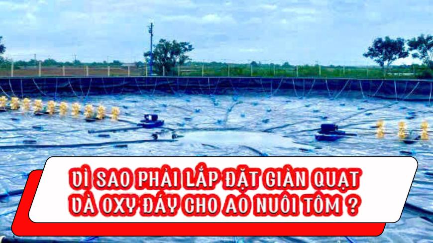 Vì sao phải lắp giàn quạt và oxy đáy cho ao nuôi tôm?