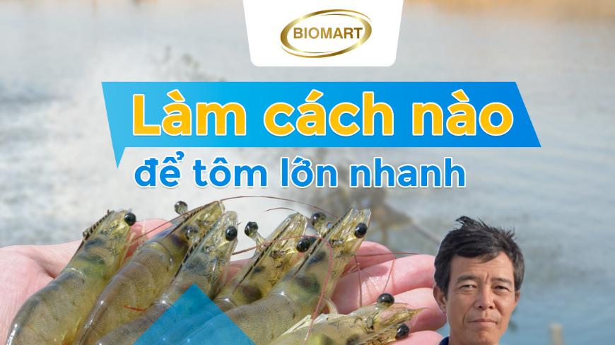 Làm cách nào để tôm nhanh lớn