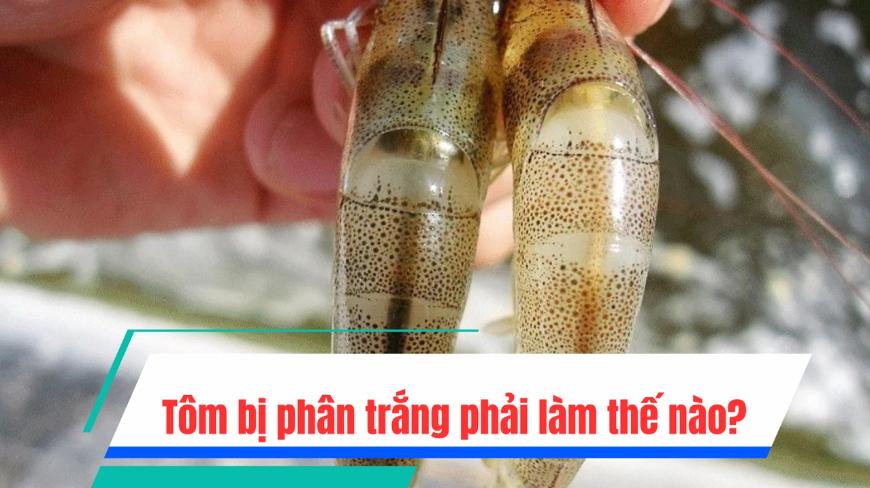 Tôm bị phân trắng - nỗi lo của bà con nuôi tôm