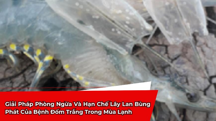 Giải Pháp Phòng Ngừa Và Hạn Chế Lây Lan Bùng Phát Của Bệnh Đốm Trắng Trong Mùa Lạnh