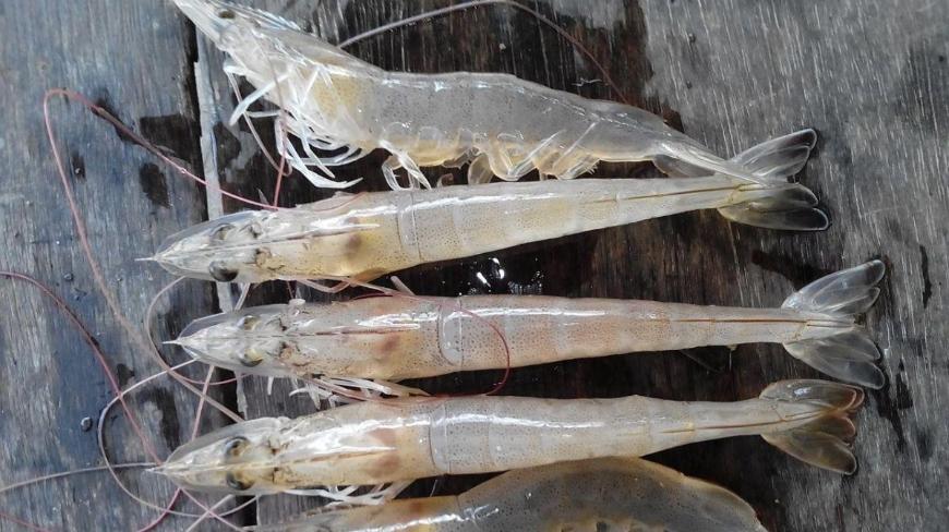 Bệnh hoại tử gan tụy cấp tín ở  và biện pháp xử lý