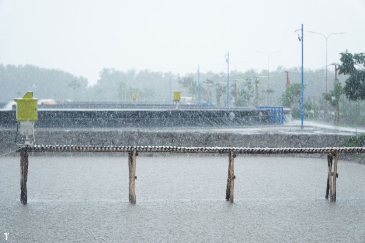 Giảm thức ăn khi trời mưa: Chiến lược nuôi hiệu quả và bền vững