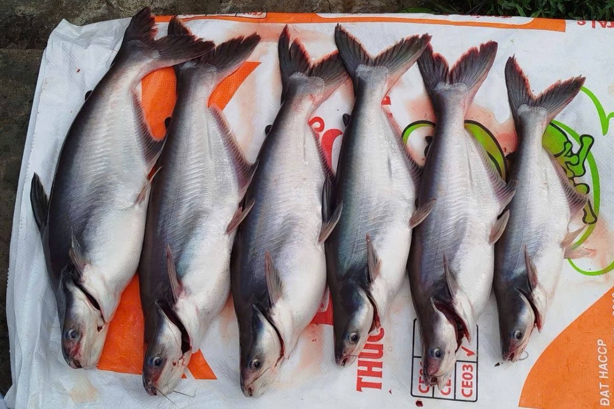 Vấn đề tiêm vaccine phòng bệnh cho cá tra giống