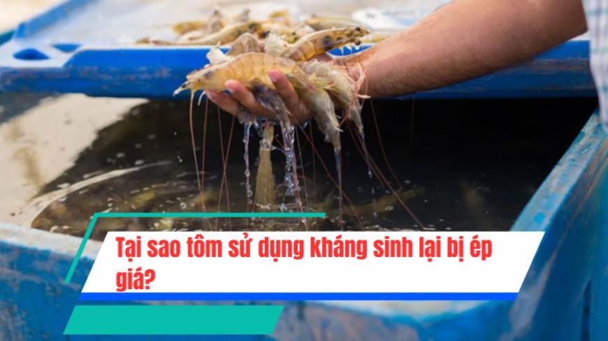 Tại sao tôm sử dụng kháng sinh lại bị ép giá?