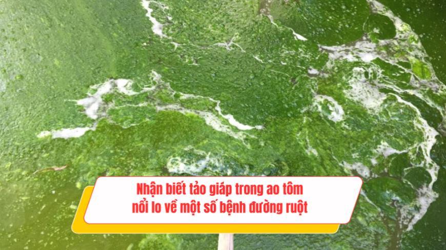 Nhận biết Tảo Giáp trong ao nuôi