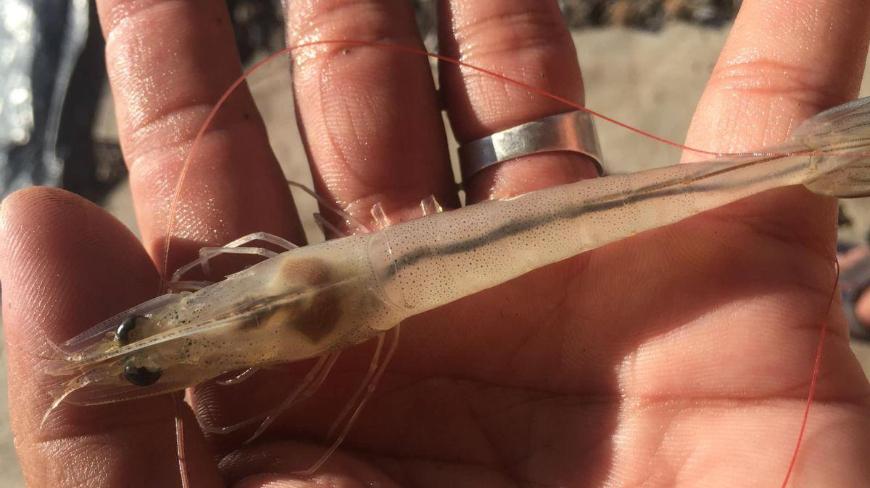 Tôm bị lỏng ruột làm sau để nhận biết?