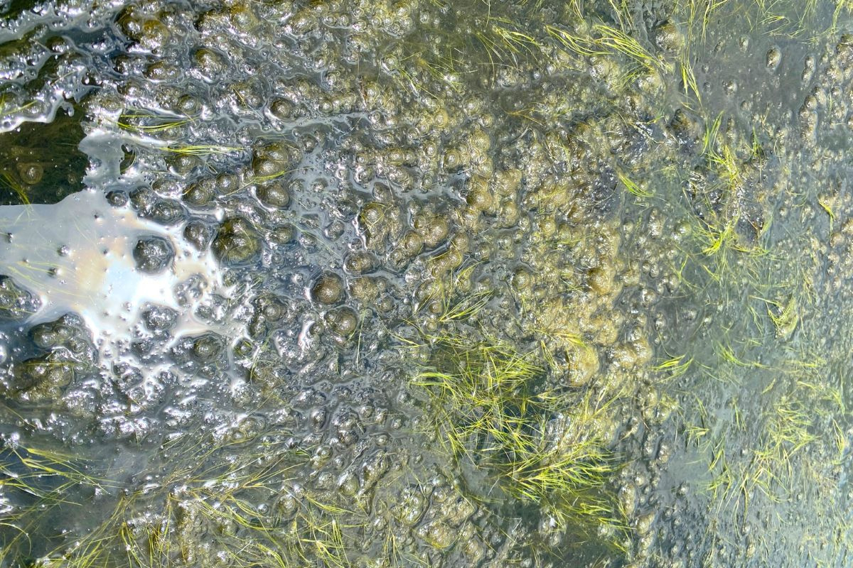 Lab lab trong ao tôm và cách phòng trị hiệu quả