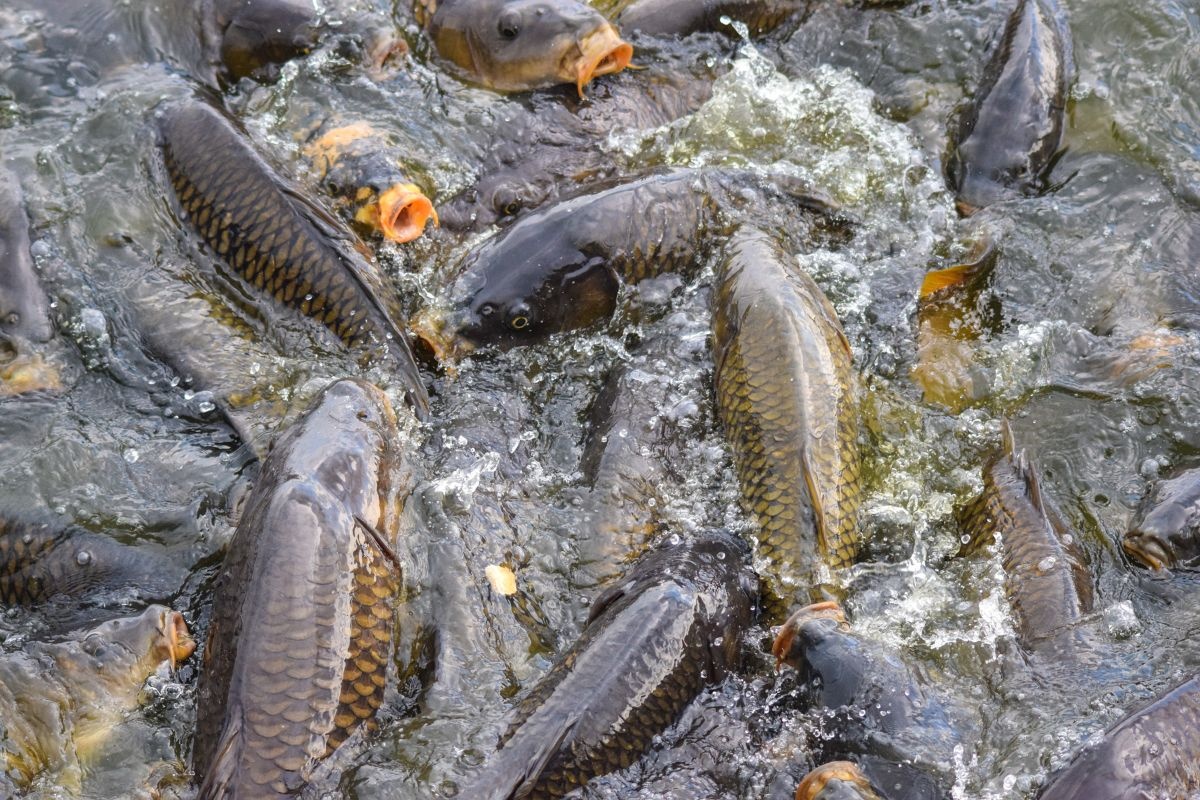 Đừng bỏ qua những lưu ý này khi sử dụng Iodine trong thủy sản