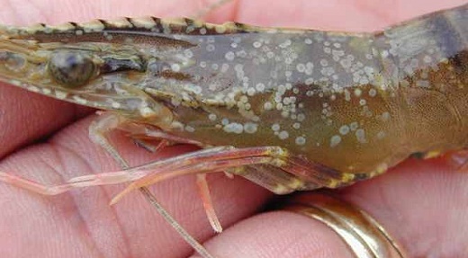 PHÂN BIỆT ĐỐM TRẮNG TRÊN TÔM DO VI-RÚT, VI KHUẨN VÀ MÔI TRƯỜNG