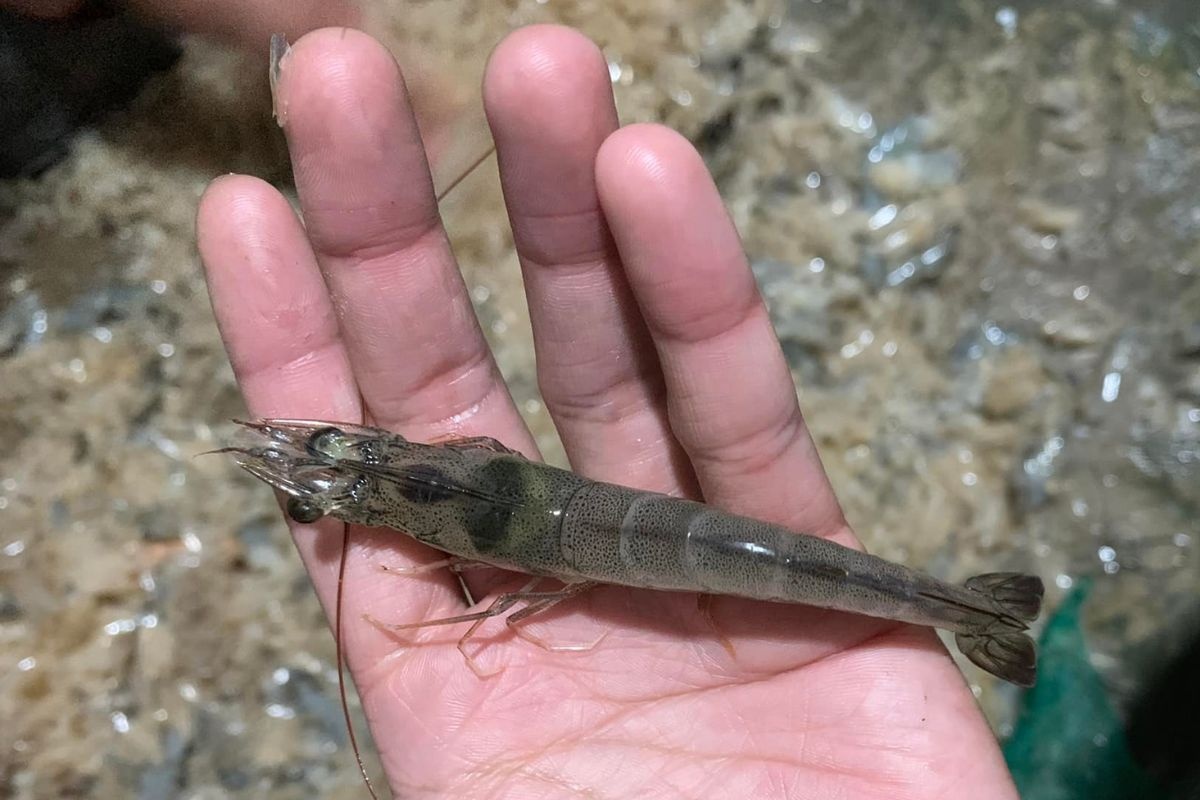 Tôm bị mủ gan: Có hay không?