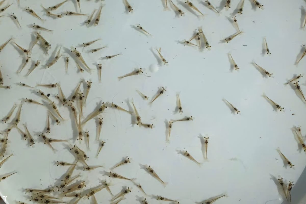 Cần làm gì để phòng ngừa bệnh TPD lúc này?