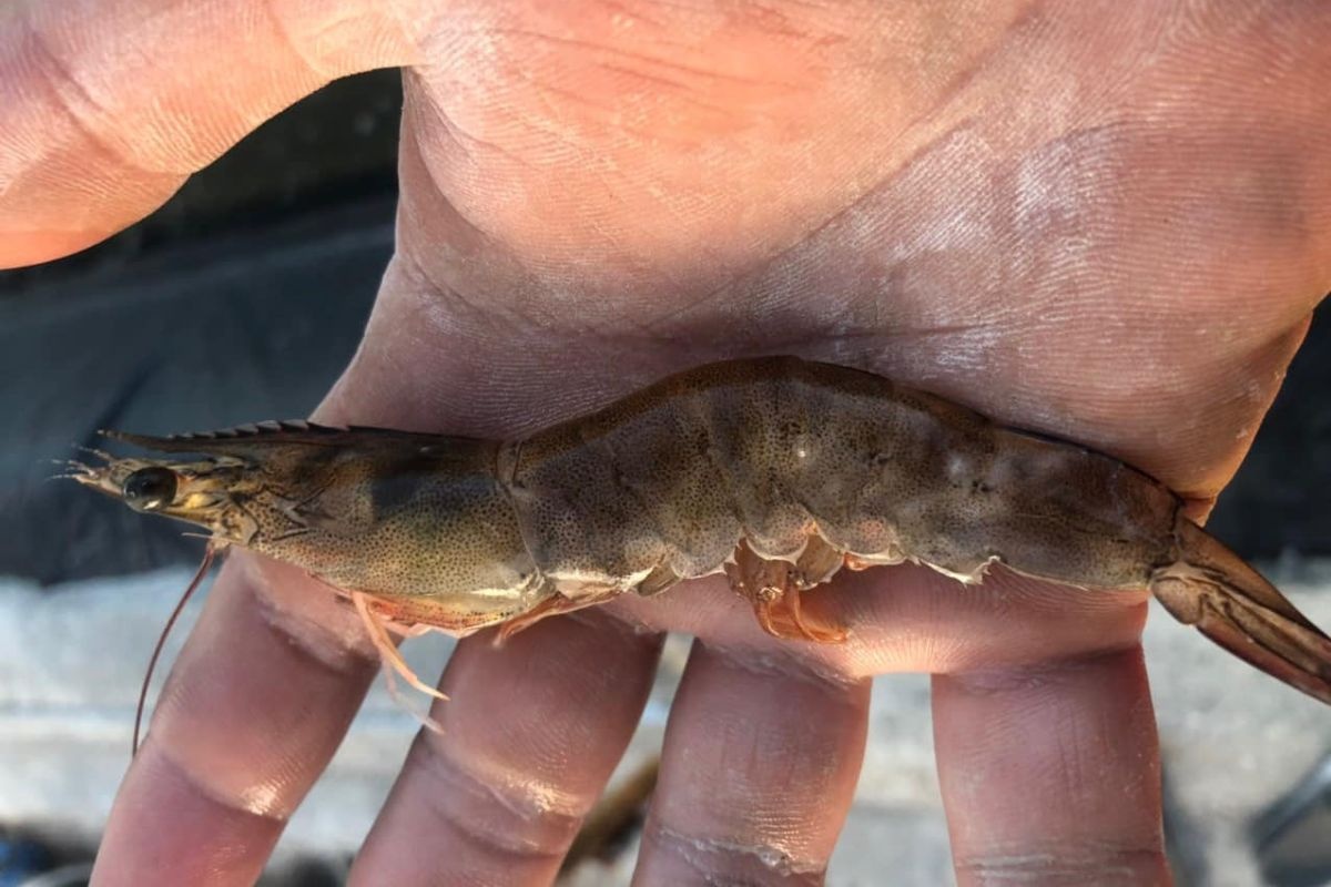 Bệnh hoại tử cơ trên tôm: Nhận biết và phòng ngừa