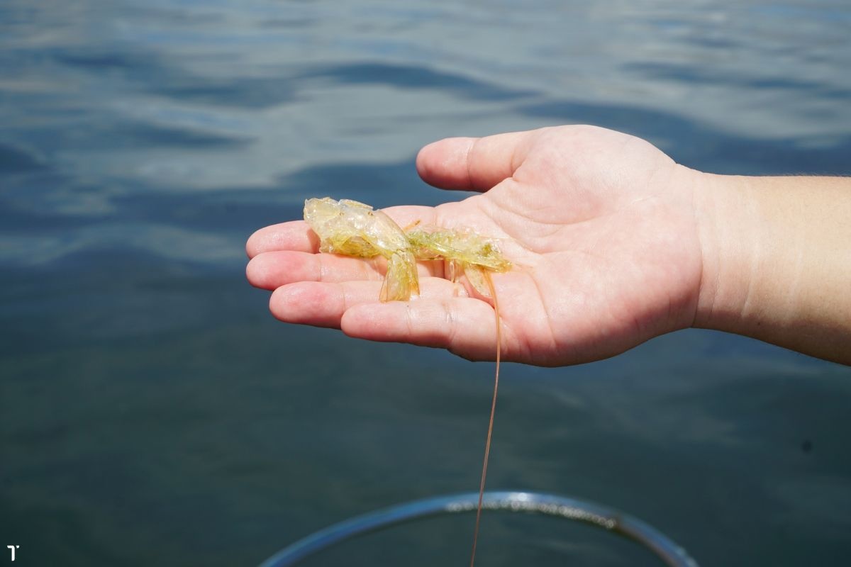 Tôm lột xác sai chu kỳ do có mưa lớn kéo dài