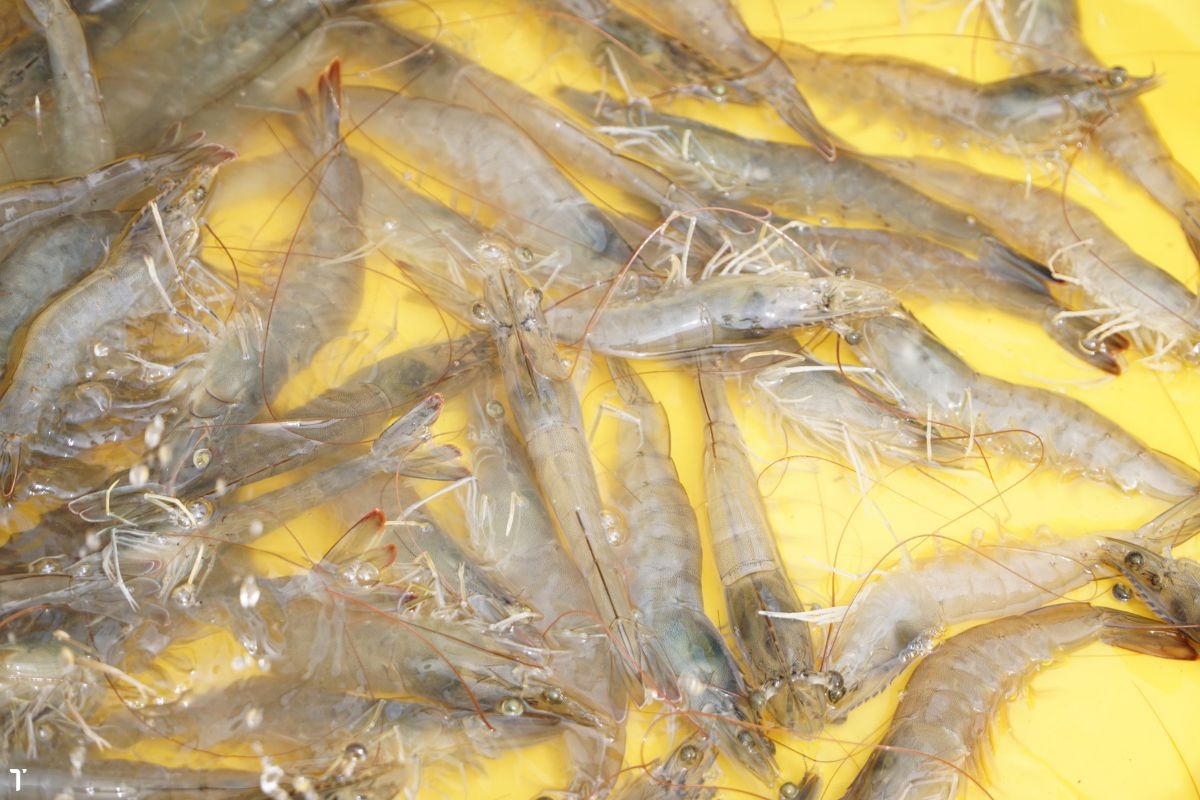 Phòng trị bệnh taura trên tôm thẻ chân trắng