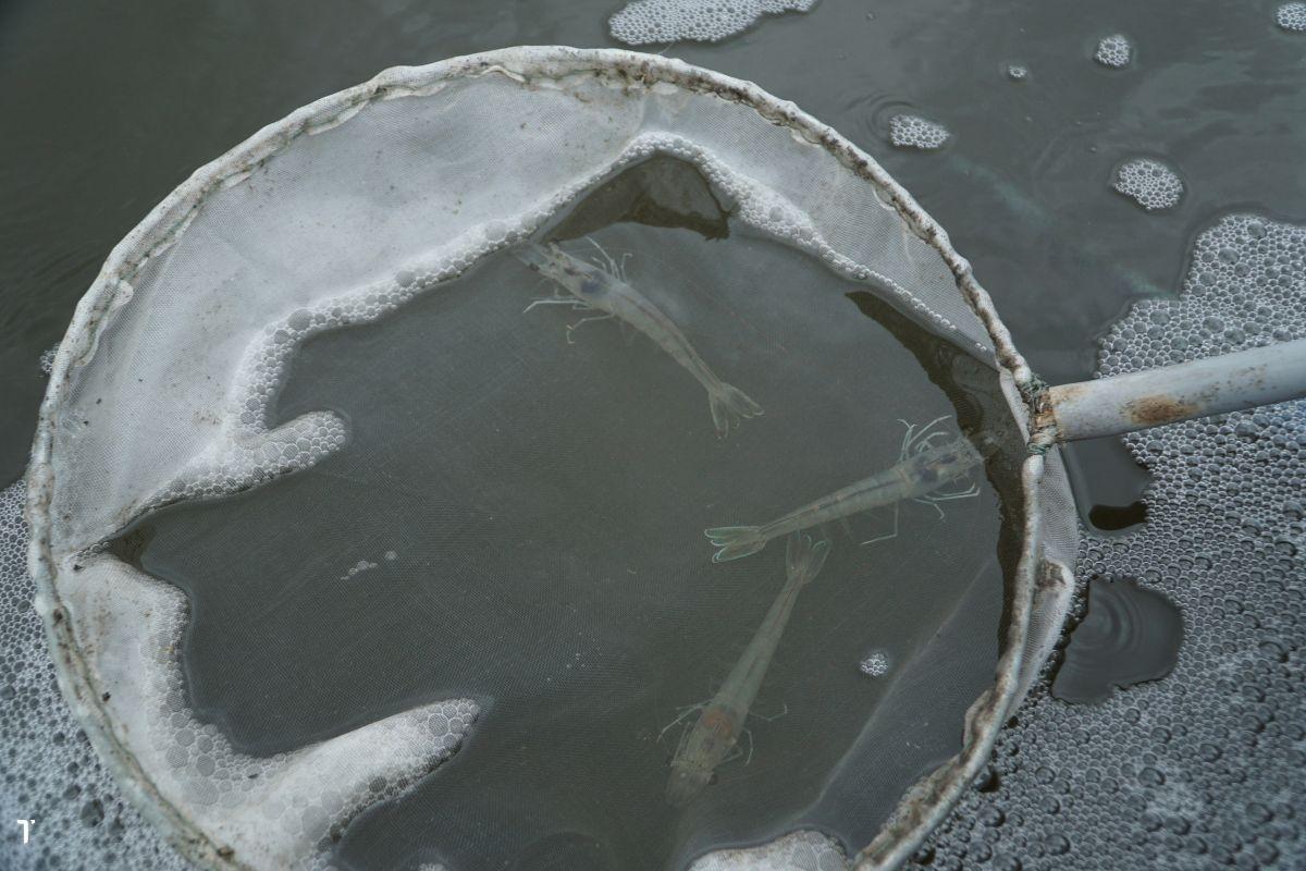 Tôm nổi trên mặt nước: Nguyên nhân và cách xử lý