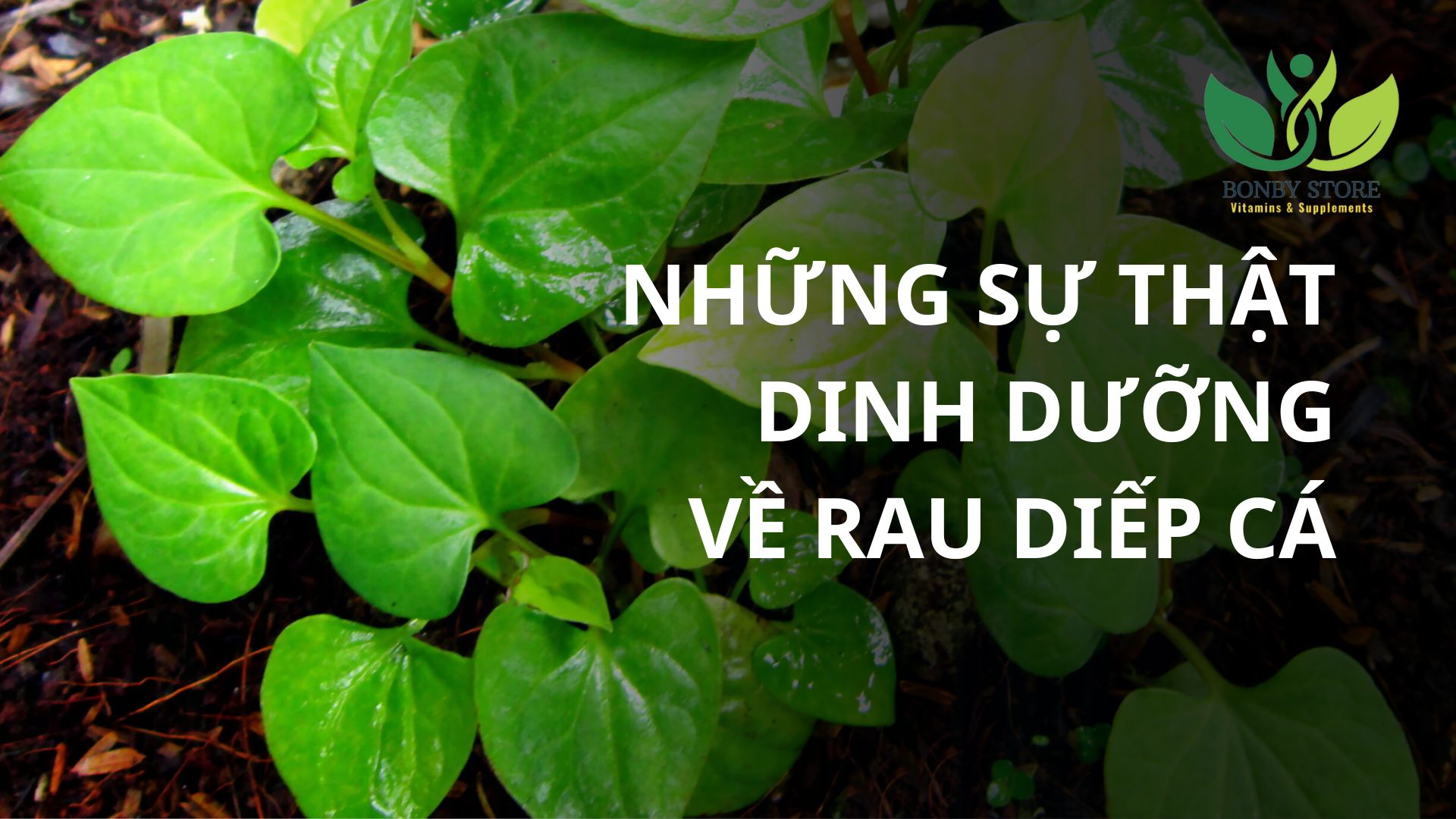 Những Sự Thật Dinh Dưỡng Về Rau Diếp Cá Mà Bạn Nên Biết