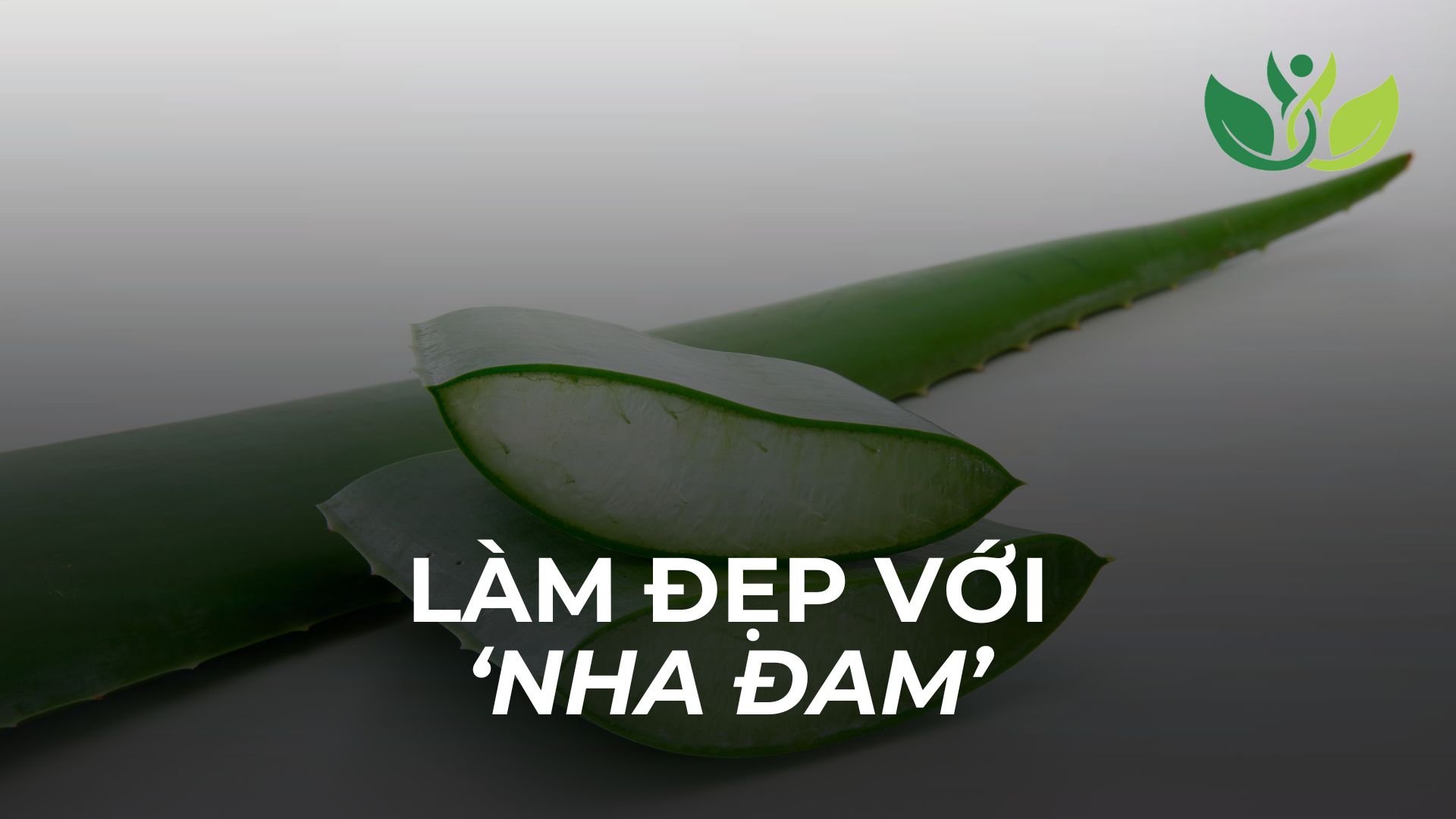 Nha Đam – Thần Dược Xanh Cho Làn Da, Mái Tóc Và Sức Khỏe Của Bạn Mỗi Ngày