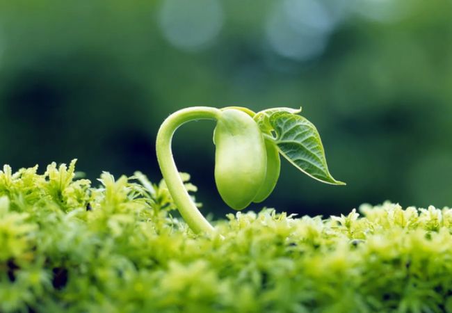 Mầm Đậu Nành Là Gì?