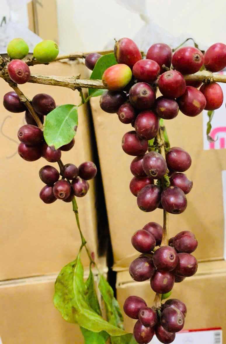 Coffee Green Bean Arabica