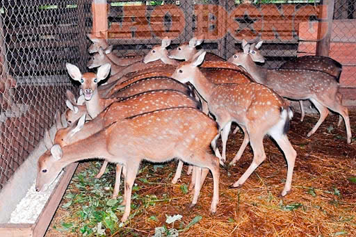 Hươu giống mới về